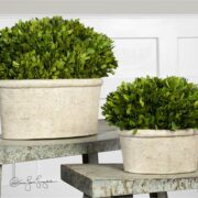Preserved Boxwood, Oval Domes, S/2