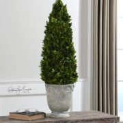 Boxwood, Cone Topiary