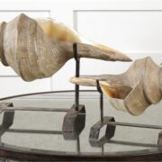 Conch Shell, Sculpture, S/2